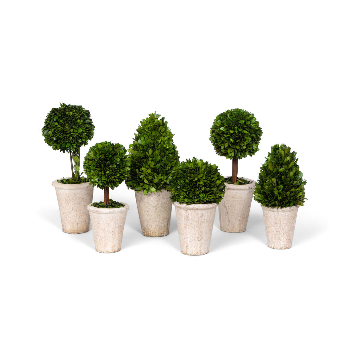 Collection of Boxwood Topiaries - Set of 6 Assorted Sizes