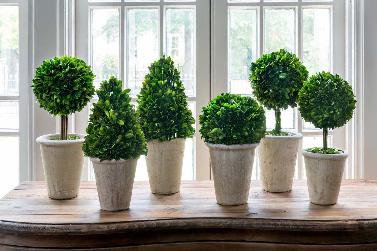 Collection of Boxwood Topiaries - Set of 6 Assorted Sizes