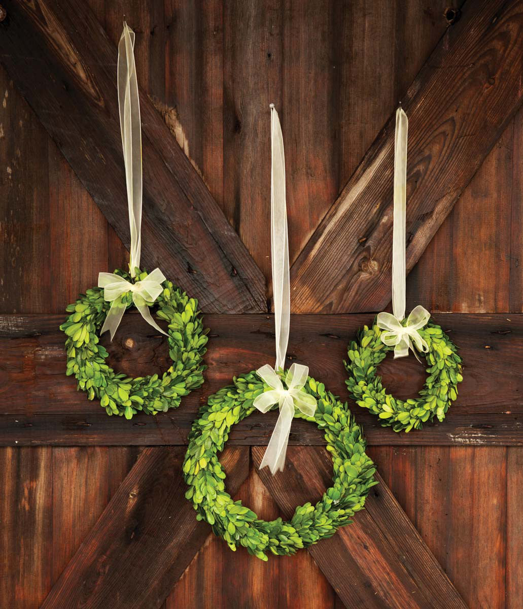 Preserved Boxwood Wreaths with Ivory Ribbon - Set of 3