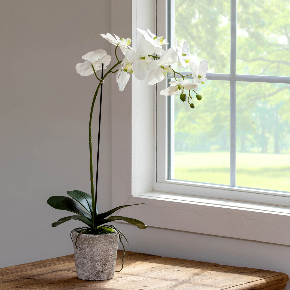 Phalaenopsis Orchid Plant in Concrete Pot - Large
