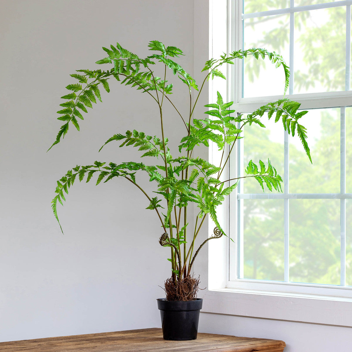 Forest Fern Plant in Growers Pot - Large