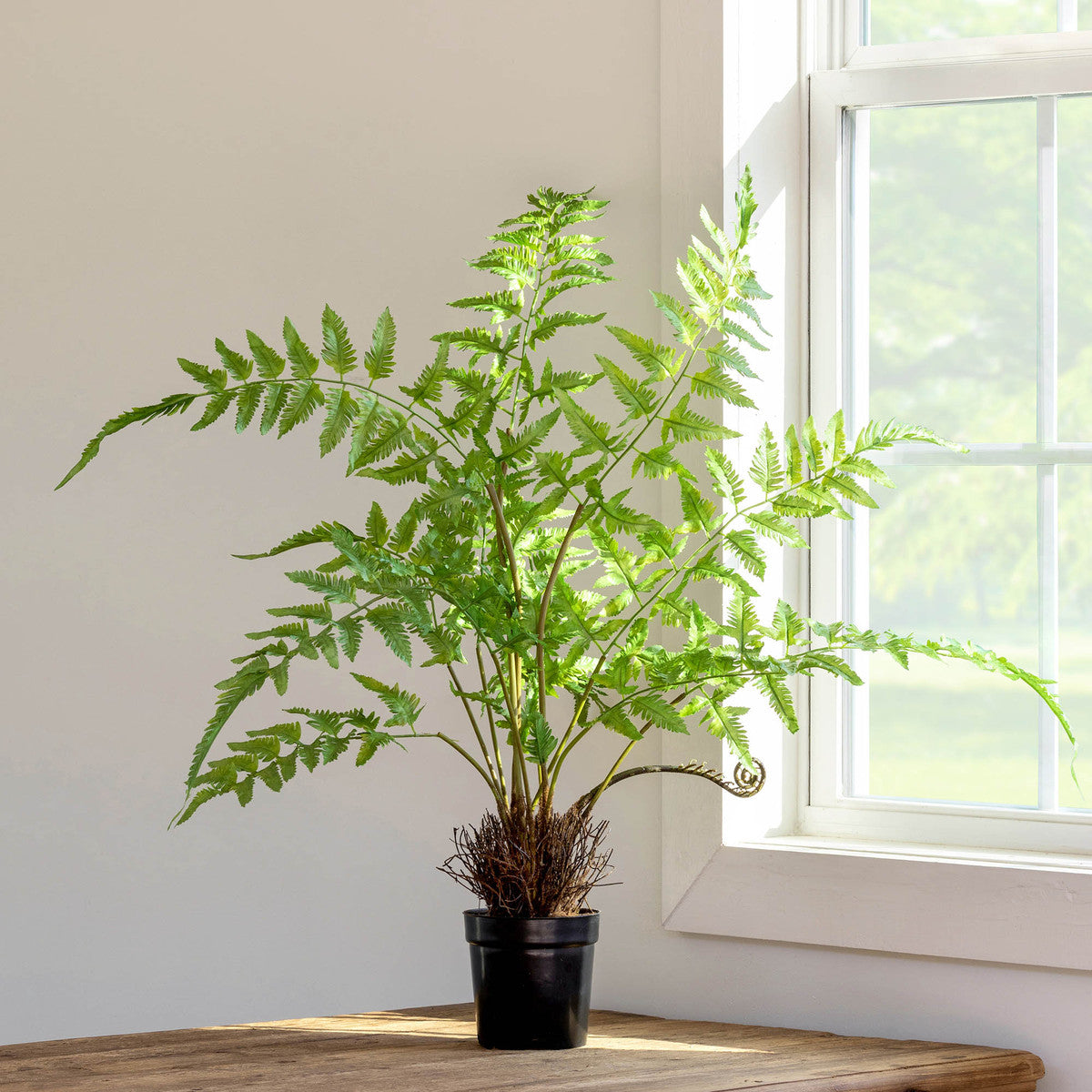 Forest Fern Plant in Growers Pot - Small