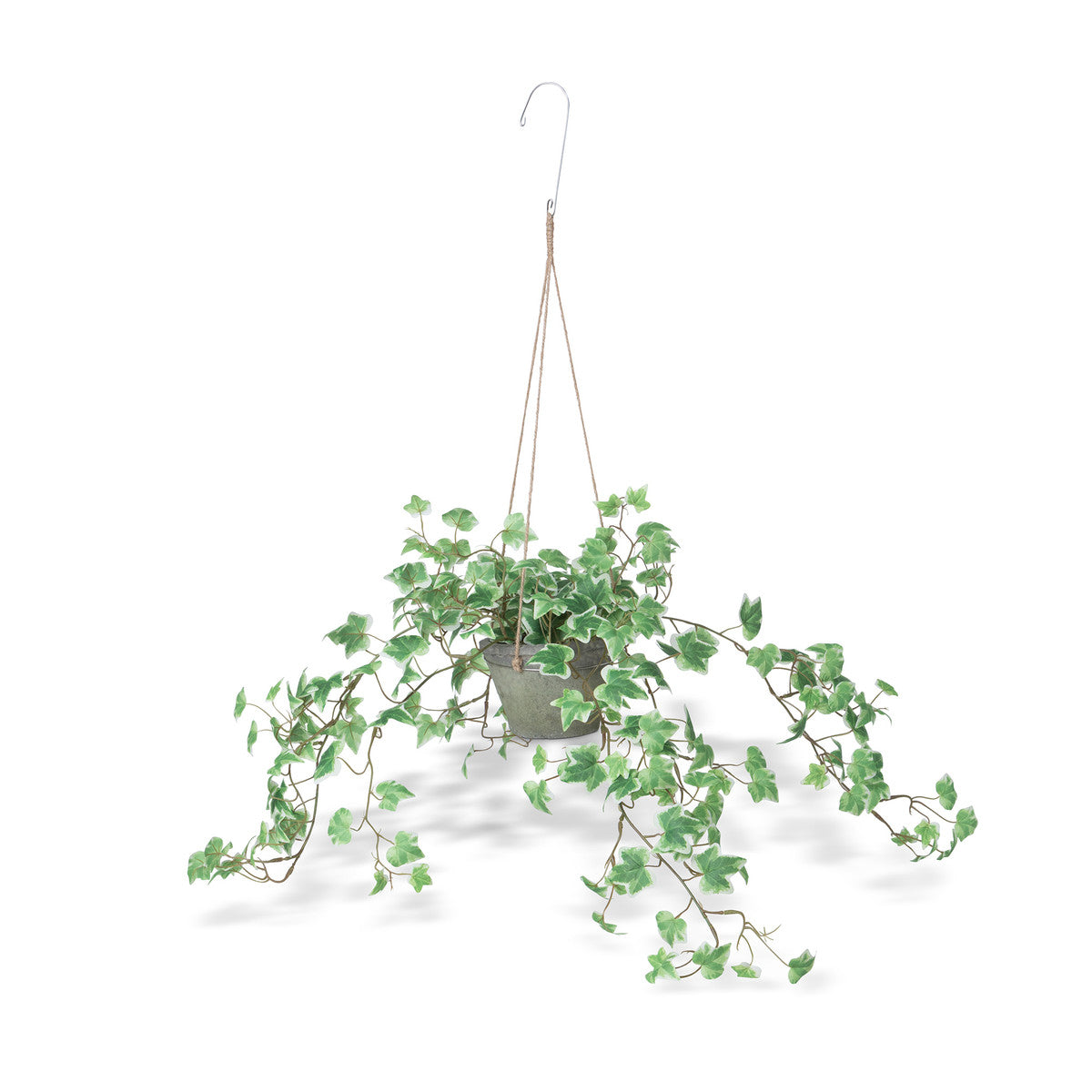 Variegated Ivy Plant - Hanging