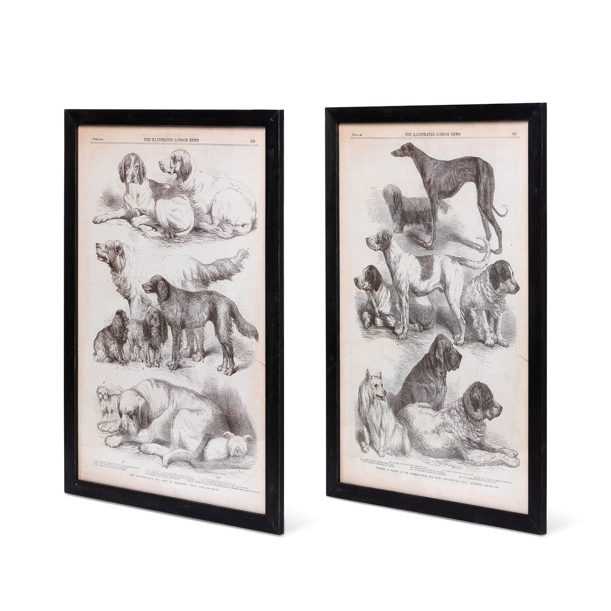 Canine Species Sepia Prints - 2 Assorted Styles