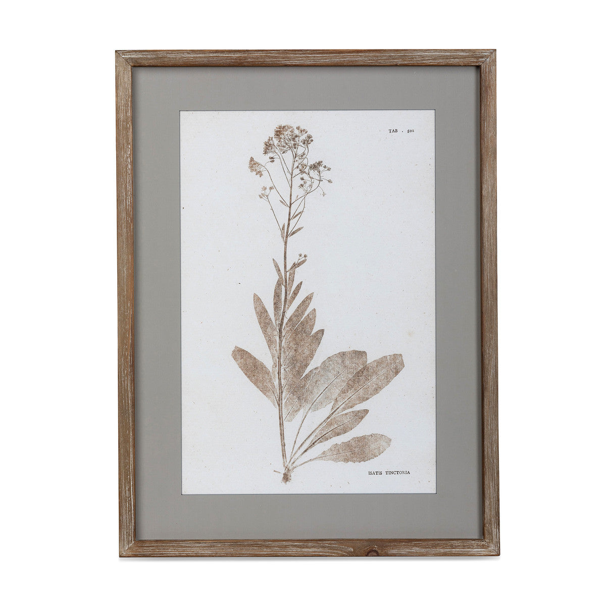 Framed Botanical Print - 6 Assorted Styles