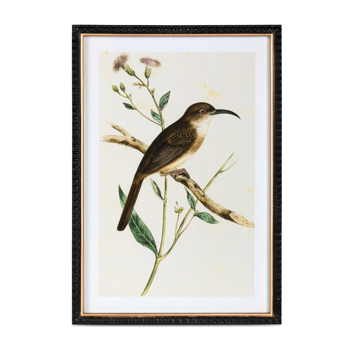 Summer Bird Framed Prints - 4 Assorted Styles