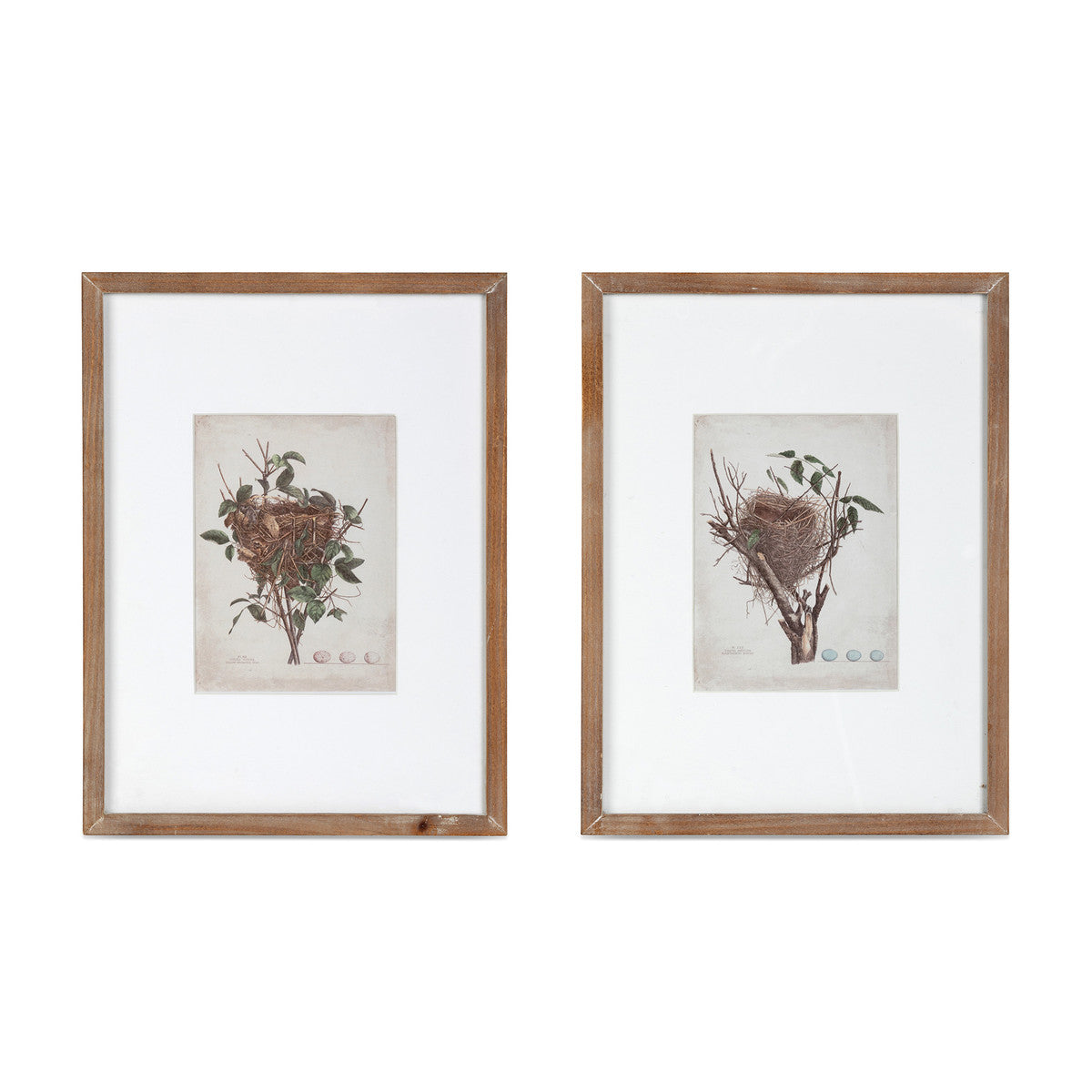 Feathered Nest Framed Print - 2 Assorted Styles