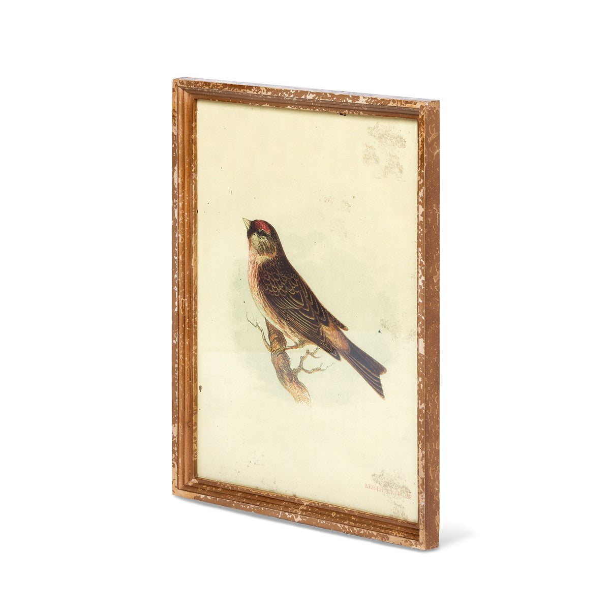 Vintage Bird Framed Prints - Set of 6