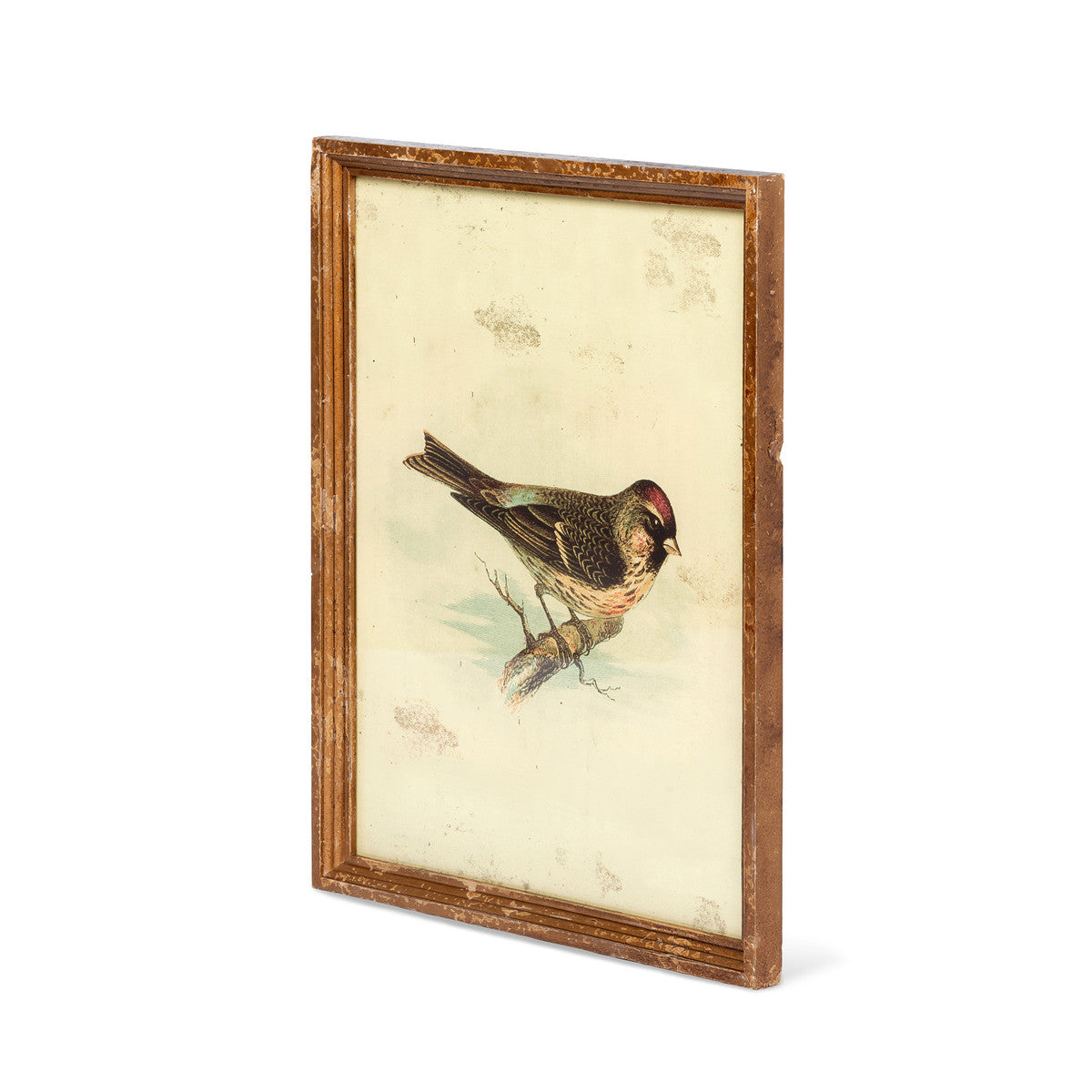 Vintage Bird Framed Prints - Set of 6