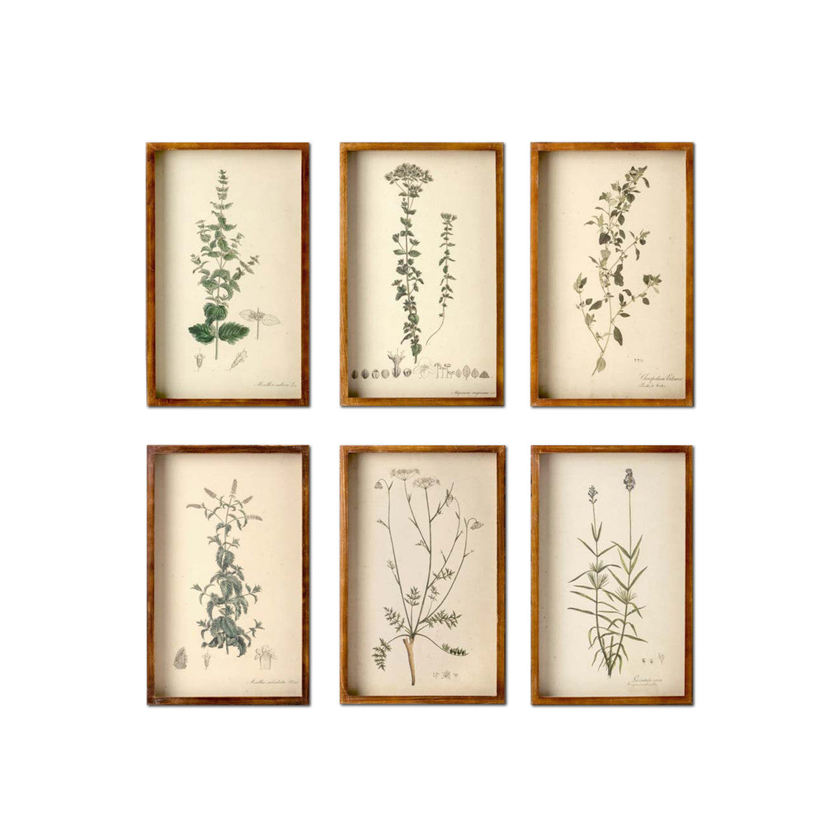 Collected Botanical Framed Prints - Set of 6